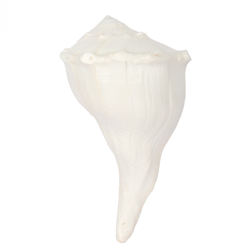 19cm Natural Dakshinavarti Valampuri Shankh – Sacred Shell