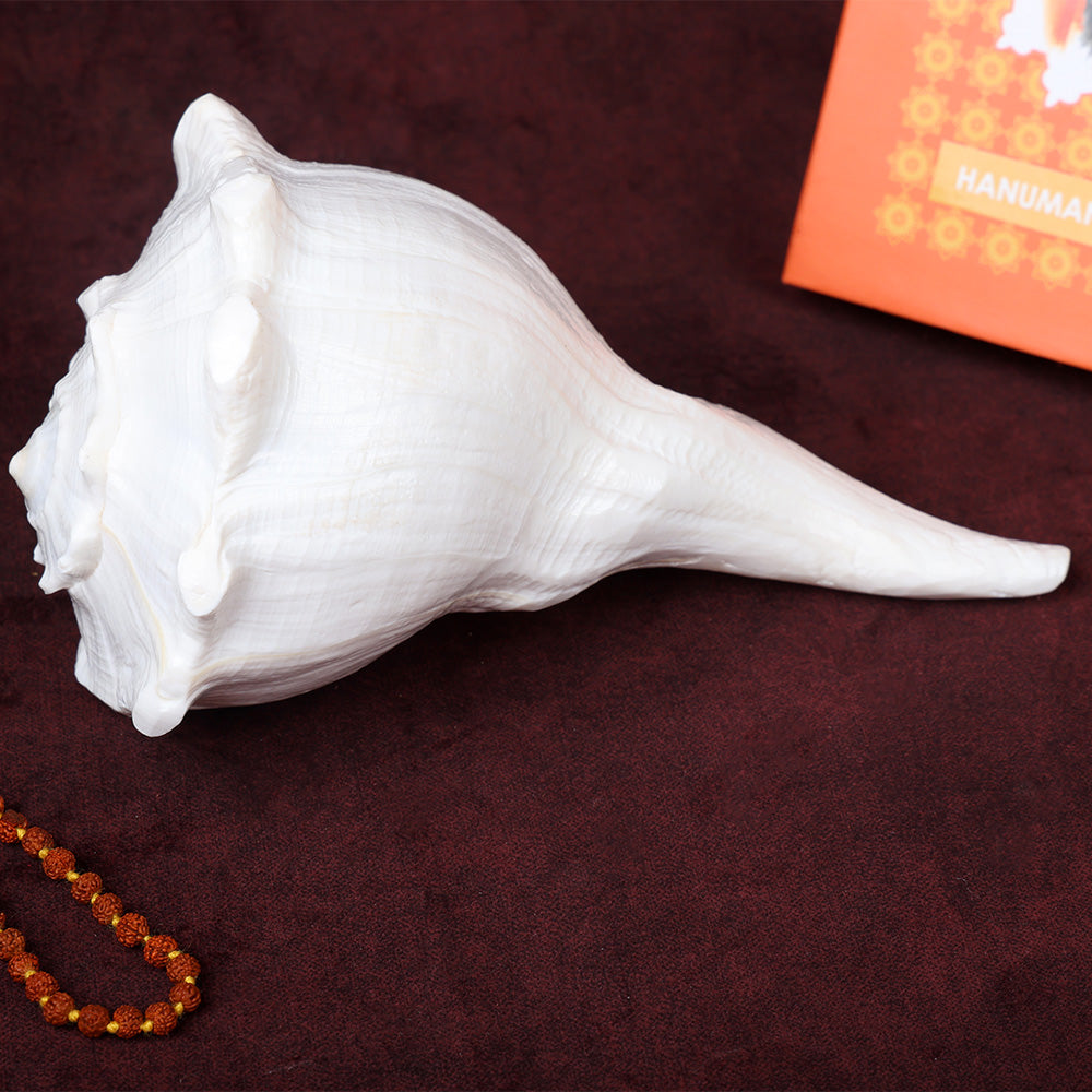 8 Inch Natural Dakshinavarti Valampuri Shankh – Sacred Shell