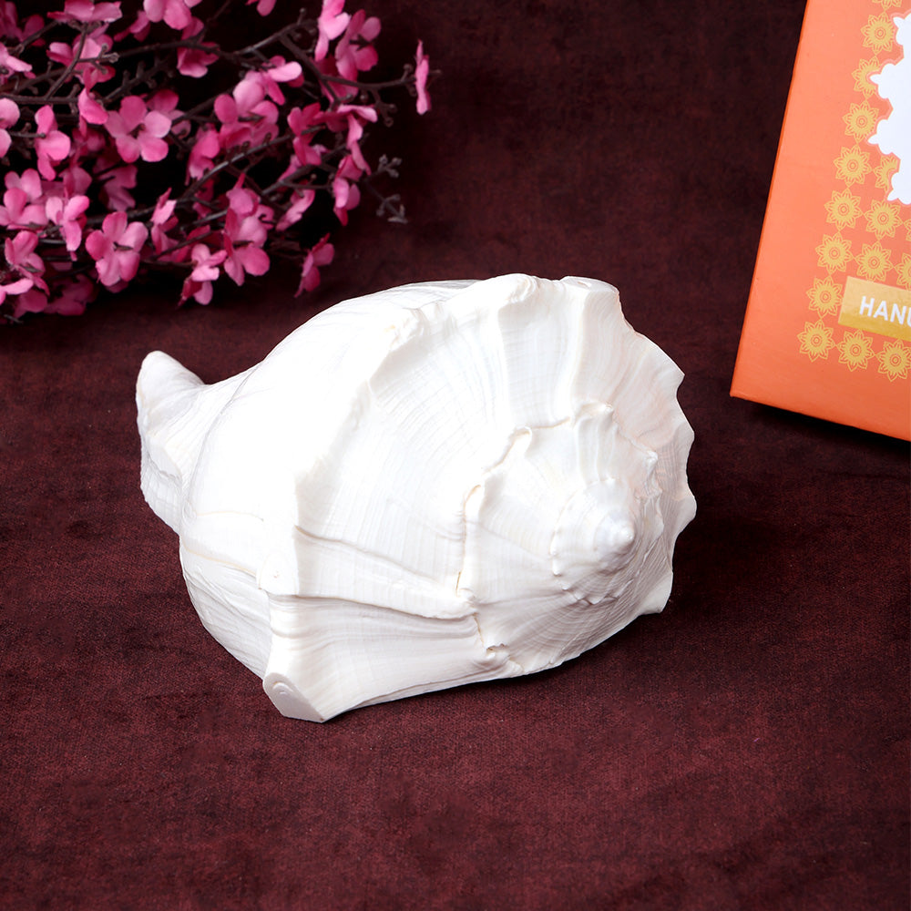 19cm Natural Dakshinavarti Valampuri Shankh – Sacred Shell