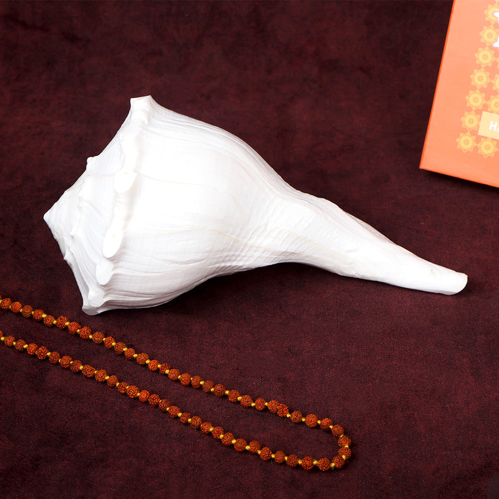 19cm Natural Dakshinavarti Valampuri Shankh – Sacred Shell