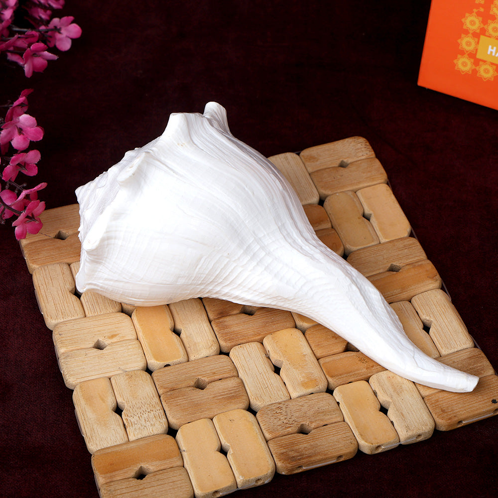 16.5 cm Natural Dakshinavarti Valampuri Shankh – Sacred Shell