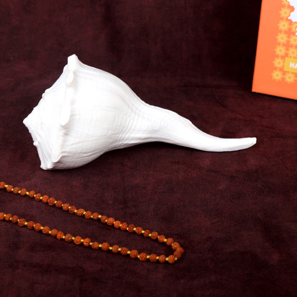 16.5 cm Natural Dakshinavarti Valampuri Shankh – Sacred Shell