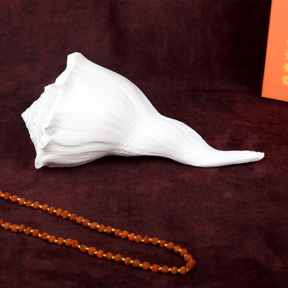 17.7 cm Natural Dakshinavarti Valampuri Shankh – Sacred Shell