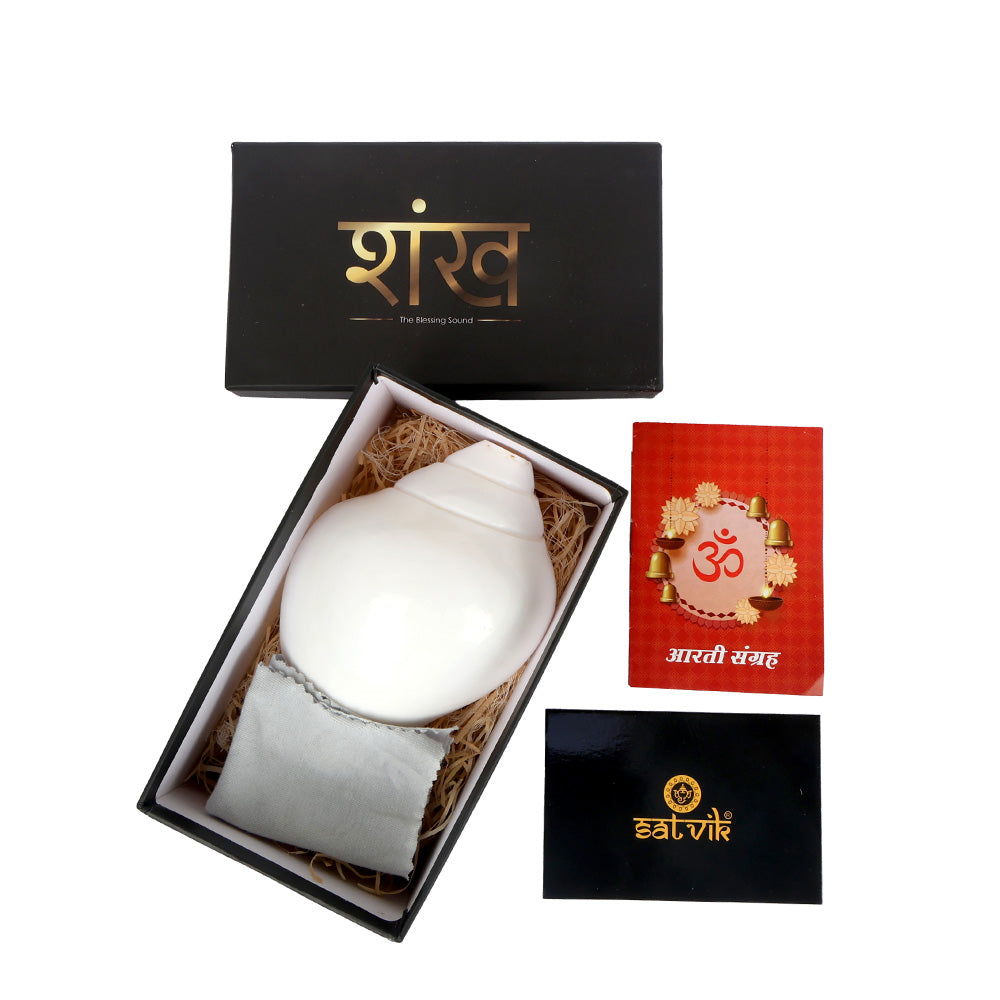 Natural 100% Original Vamavarti Shankha 6.5 Inch