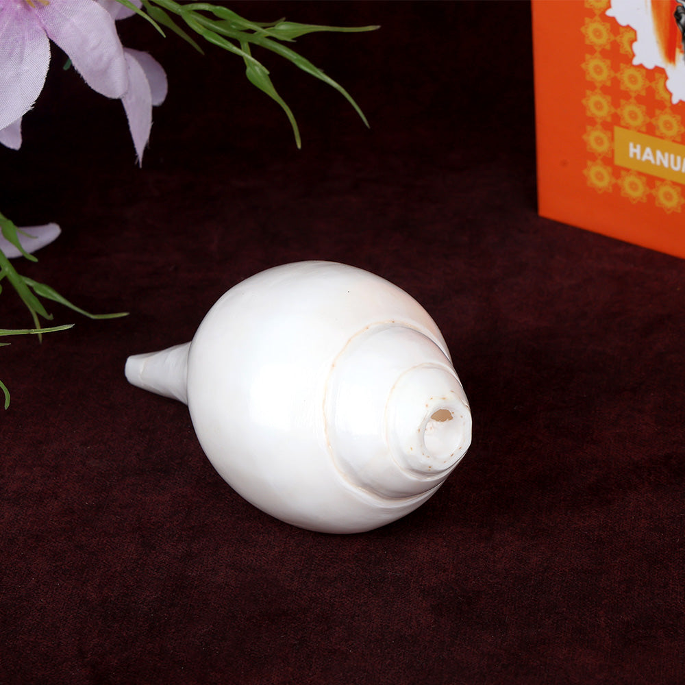 Natural 100% Original Vamavarti Shankha 5 Inch