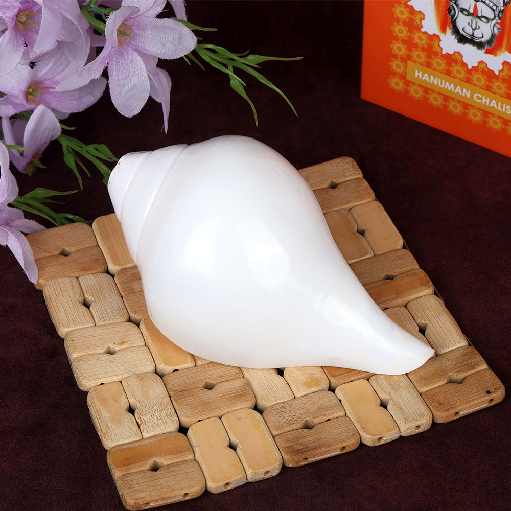 Natural 100% Original Vamavarti Shankha 6.5 Inch