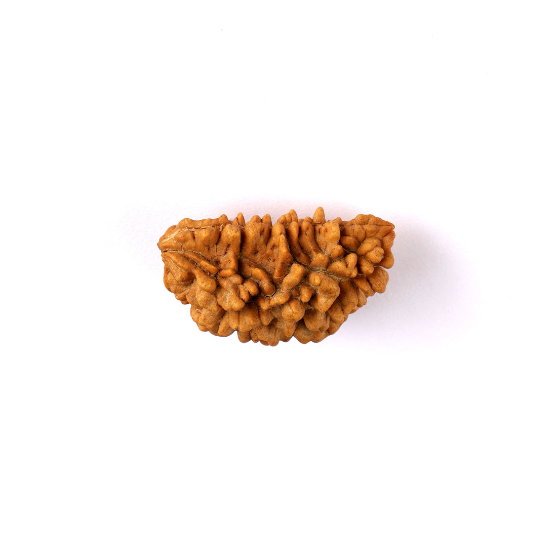 1 Mukhi Rudraksha (Half Moon)
