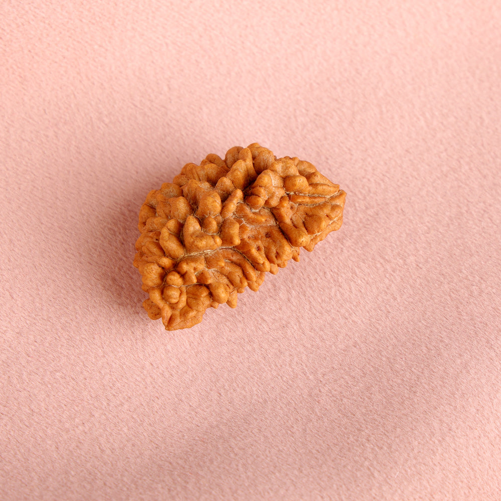 1 Mukhi Rudraksha (Half Moon)