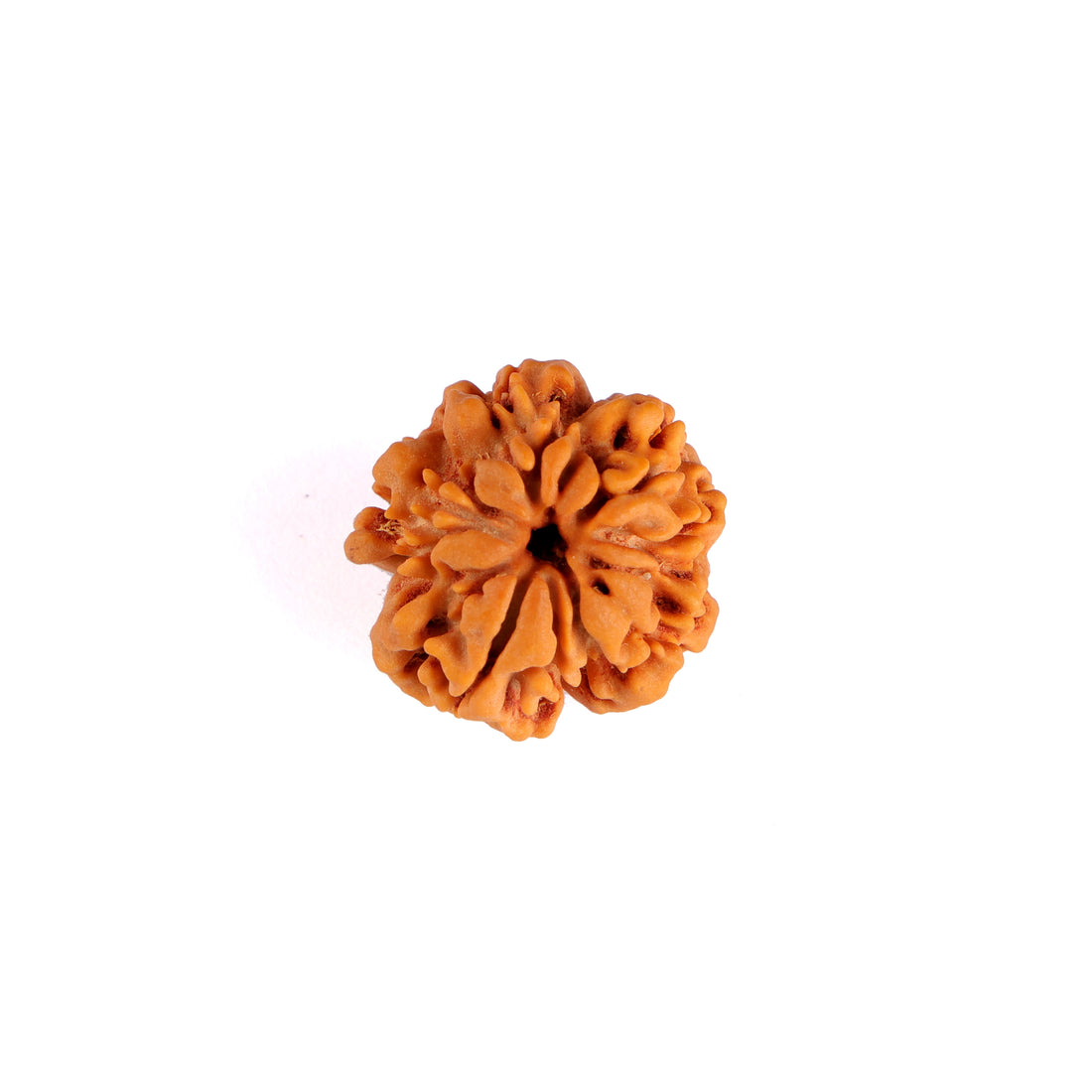 1 Mukhi Rudraksha (Underdeveloped)