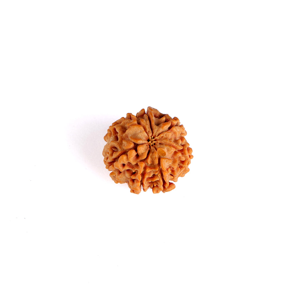 7 Mukhi Rudraksha (Regular)