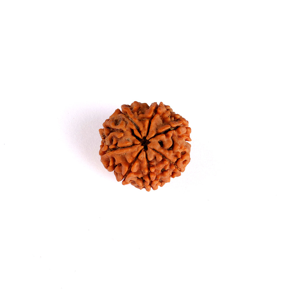8 Mukhi Rudraksha (Regular)