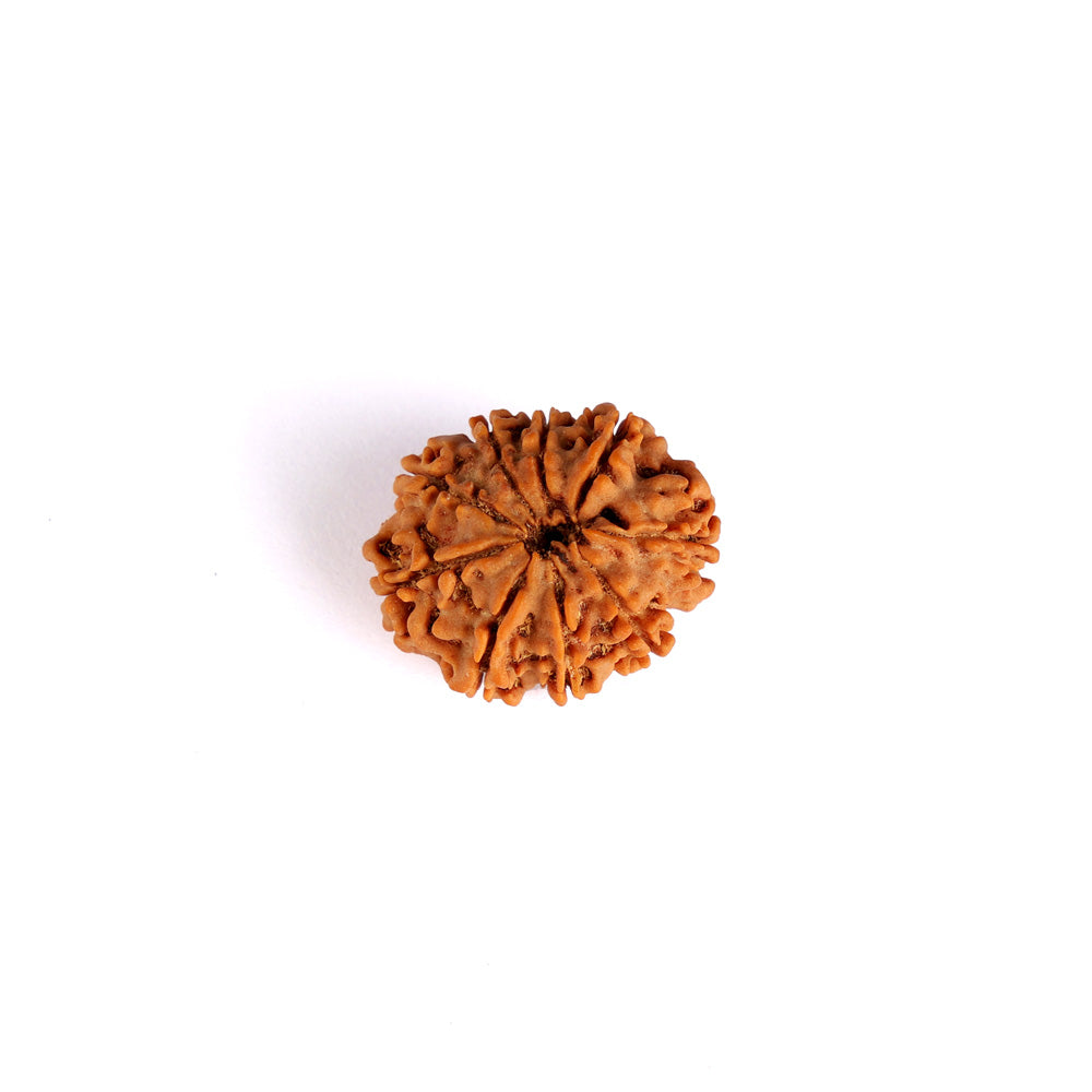 9 Mukhi Rudraksha (Regular)