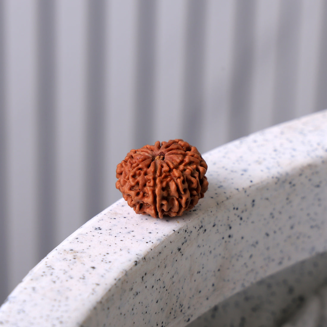 10 Mukhi Rudraksha (Regular)
