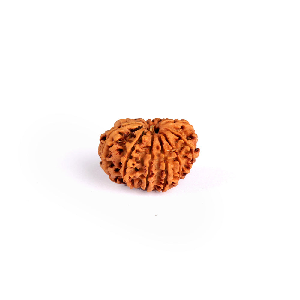 11 Mukhi Rudraksha (Super Collector)