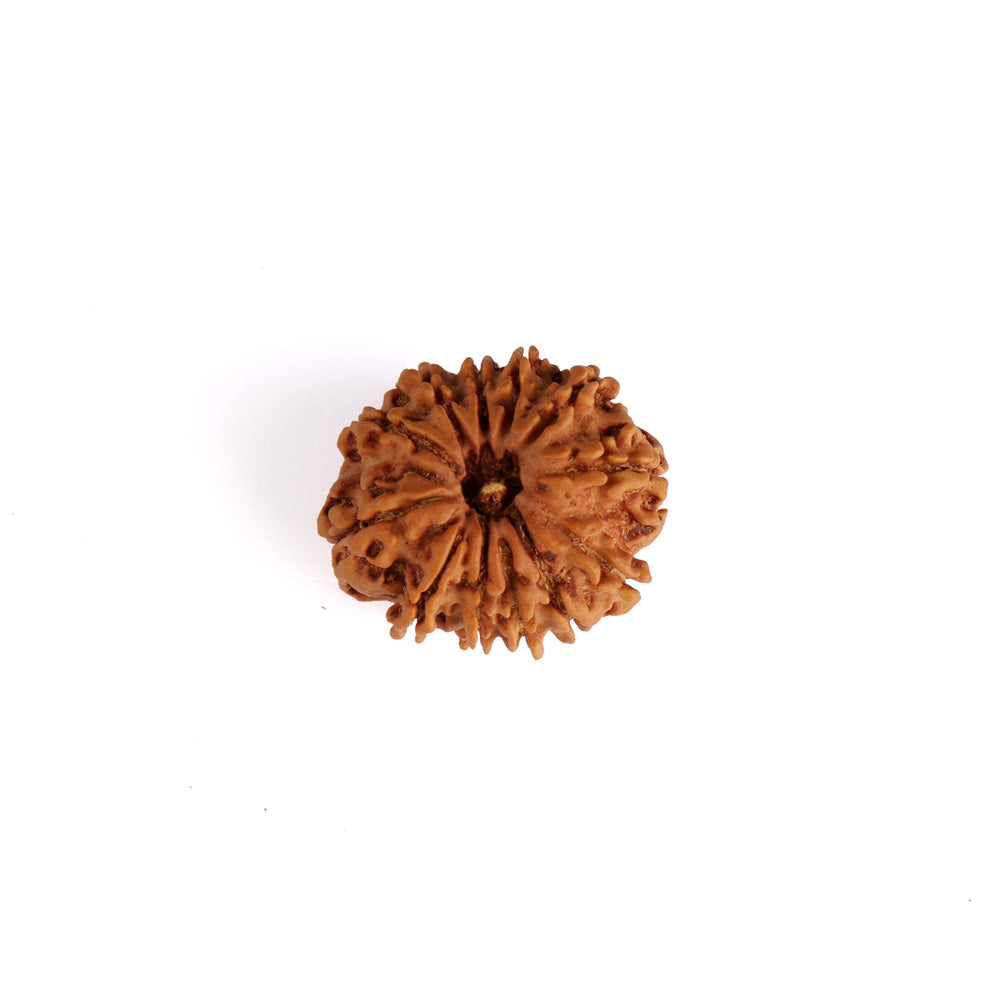 12 Mukhi Rudraksha (Regular)