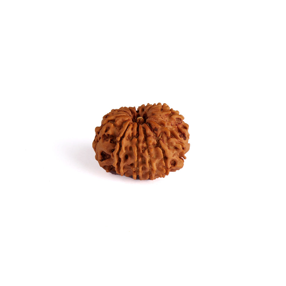 12 Mukhi Rudraksha (Super Collector)