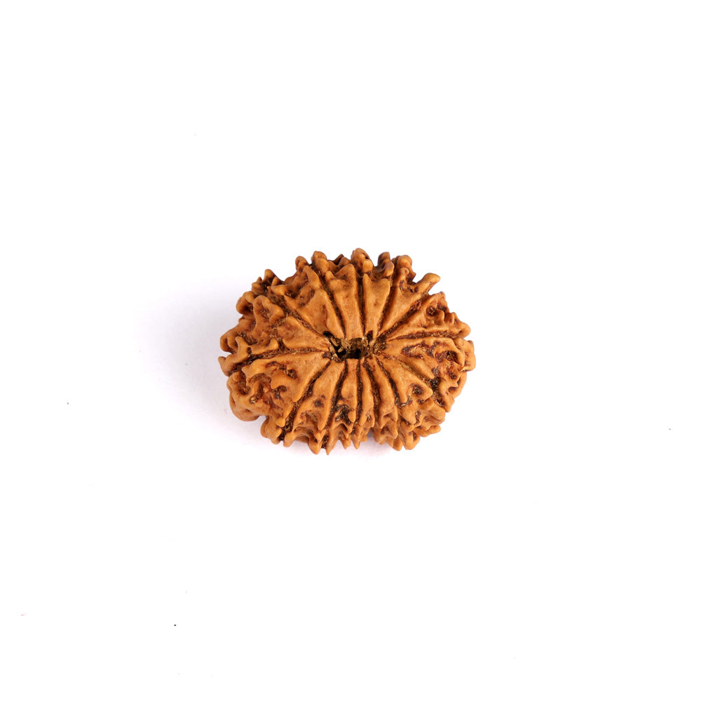 13 Mukhi Rudraksha (Super Collector)