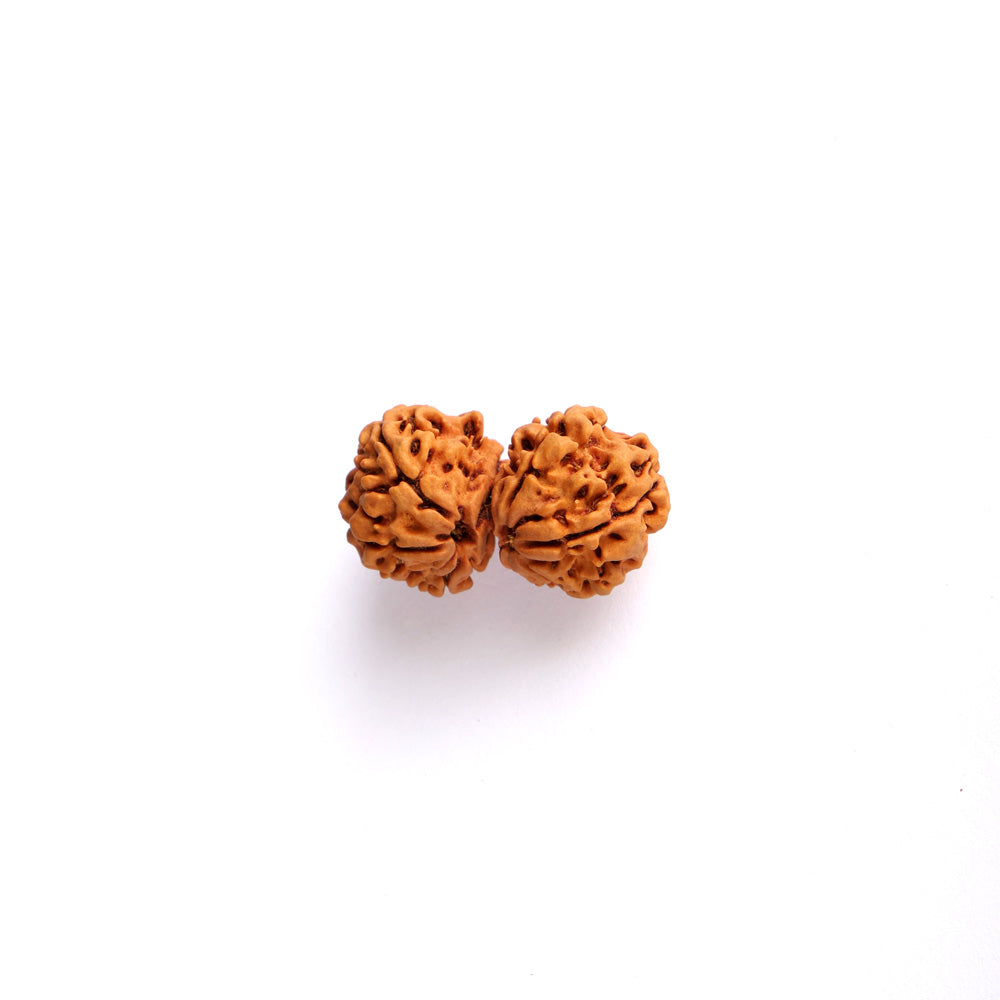 9 Mukhi Gauri Shanker Rudraksha (Regular)