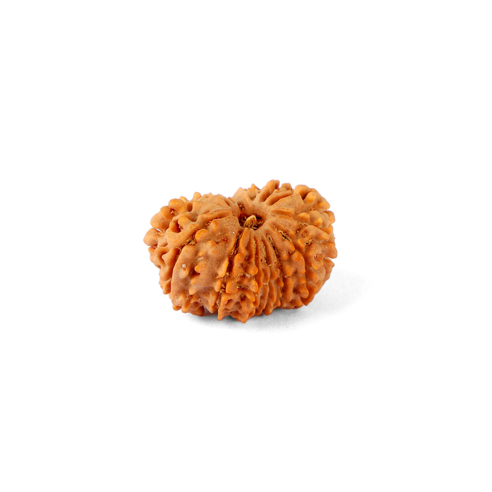 14 Mukhi Rudraksha (26.40mm)