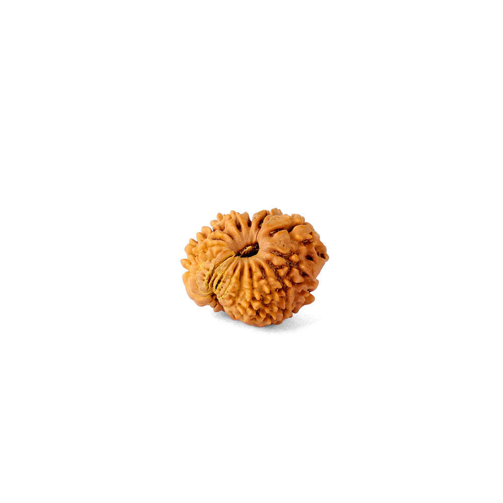 16 Mukhi Rudraksha (18.6mm)