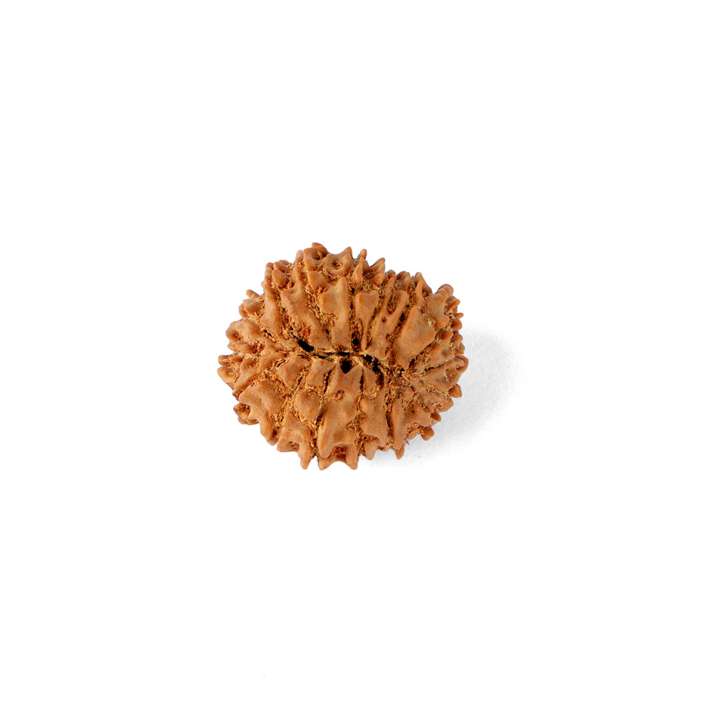 16 Mukhi Rudraksha (23.02mm)