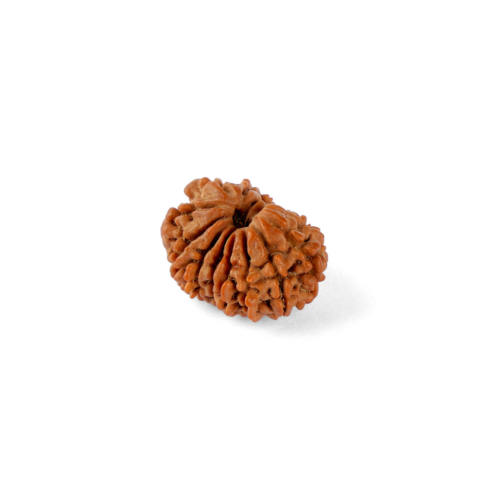 14 Mukhi Rudraksha (21.82mm)