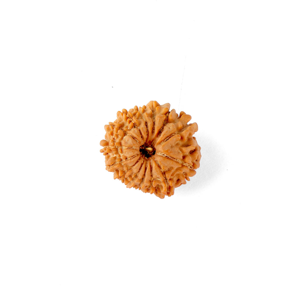 14 Mukhi Rudraksha (20.20mm)