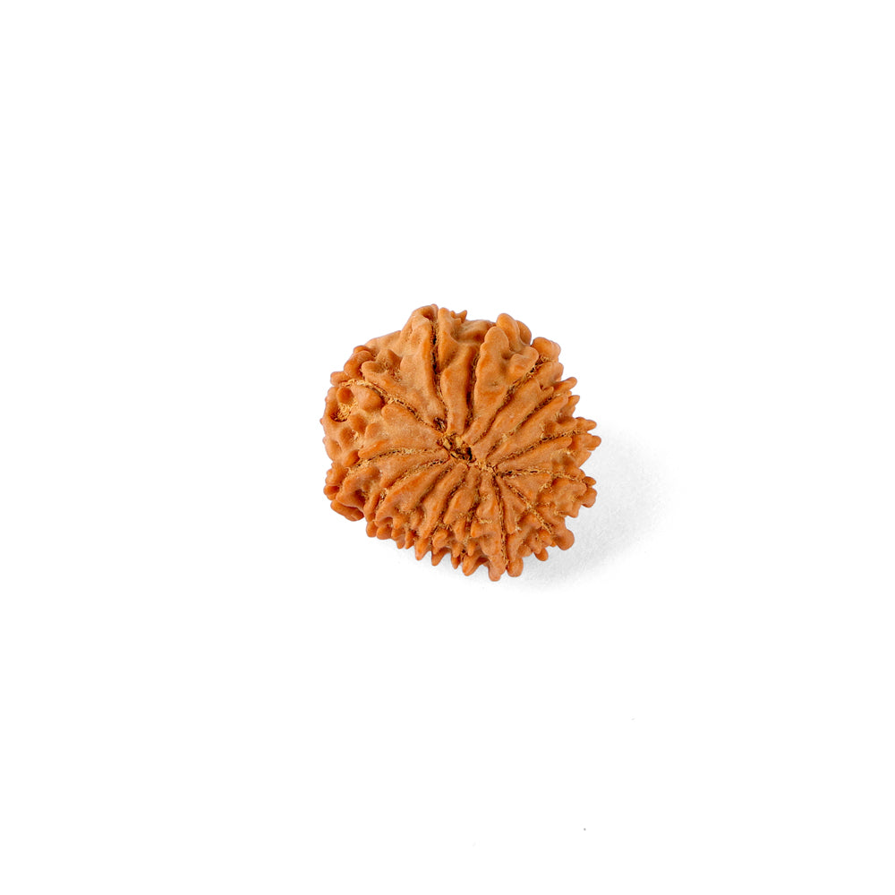 14 Mukhi Rudraksha (20.20mm)