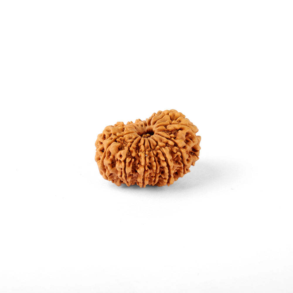14 Mukhi Rudraksha (29.03mm)