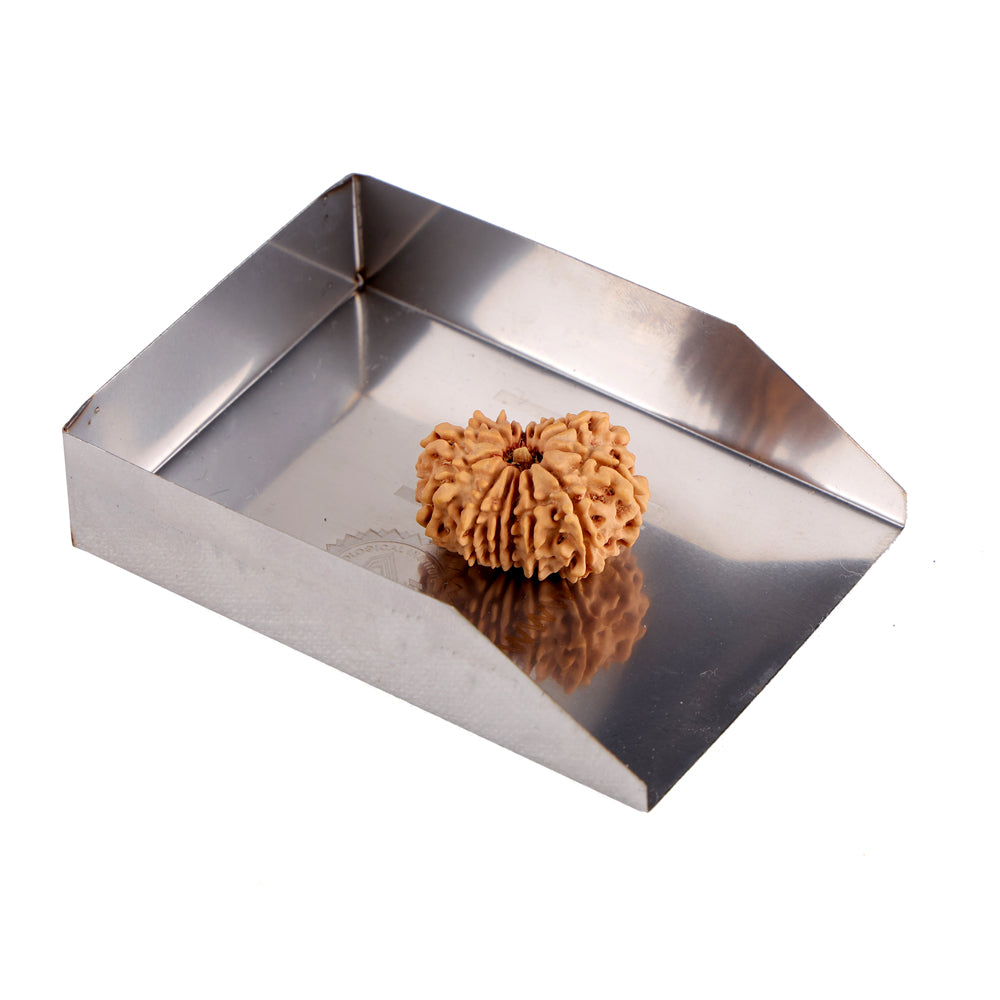 14 Mukhi Rudraksha (25.05mm)
