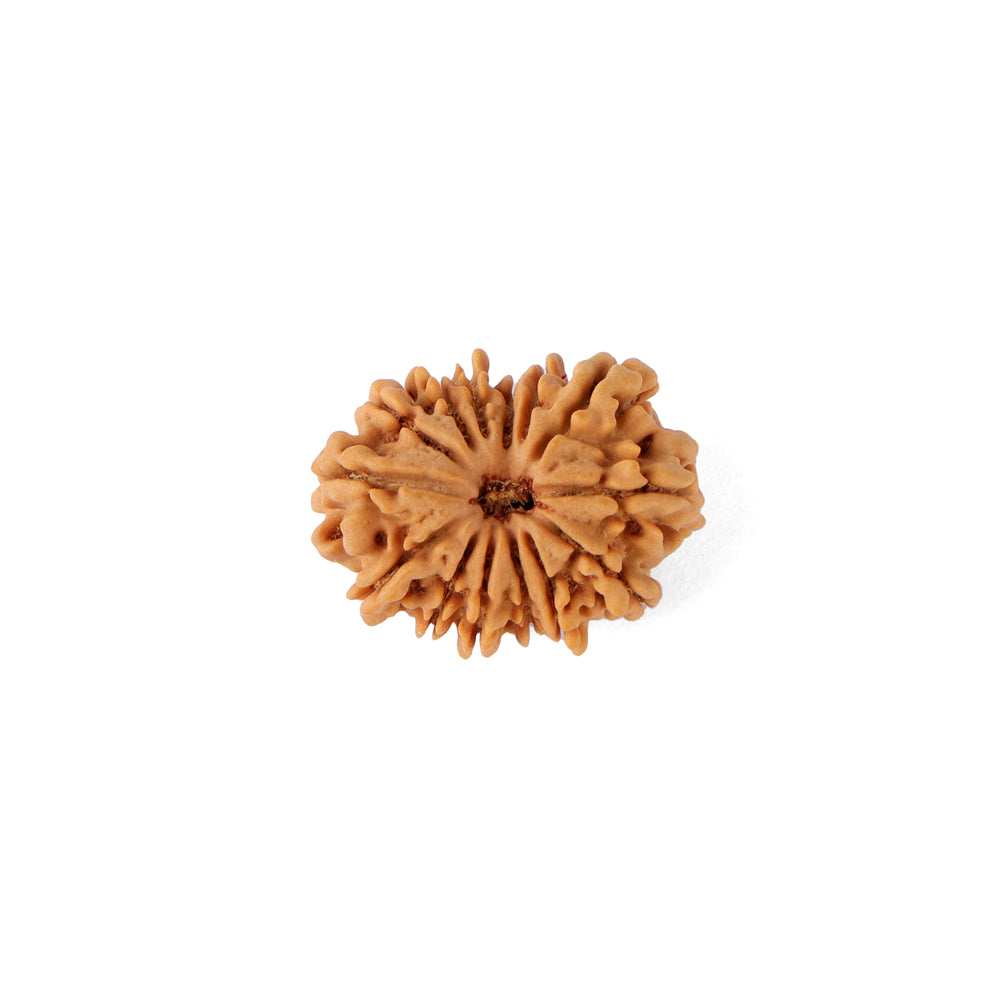 14 Mukhi Rudraksha (24.51mm)