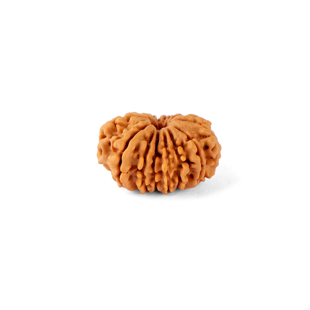 14 Mukhi Rudraksha (24.51mm)
