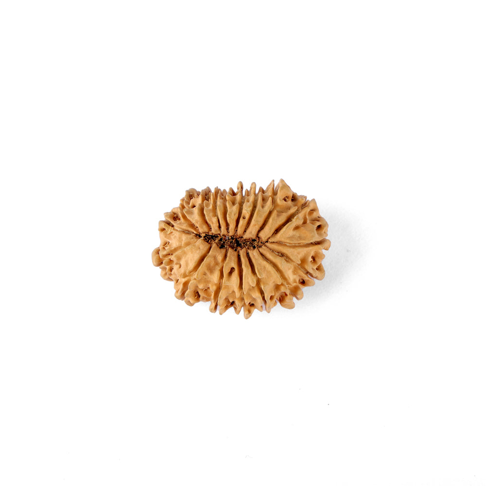 17 Mukhi Rudraksha (29.20mm)
