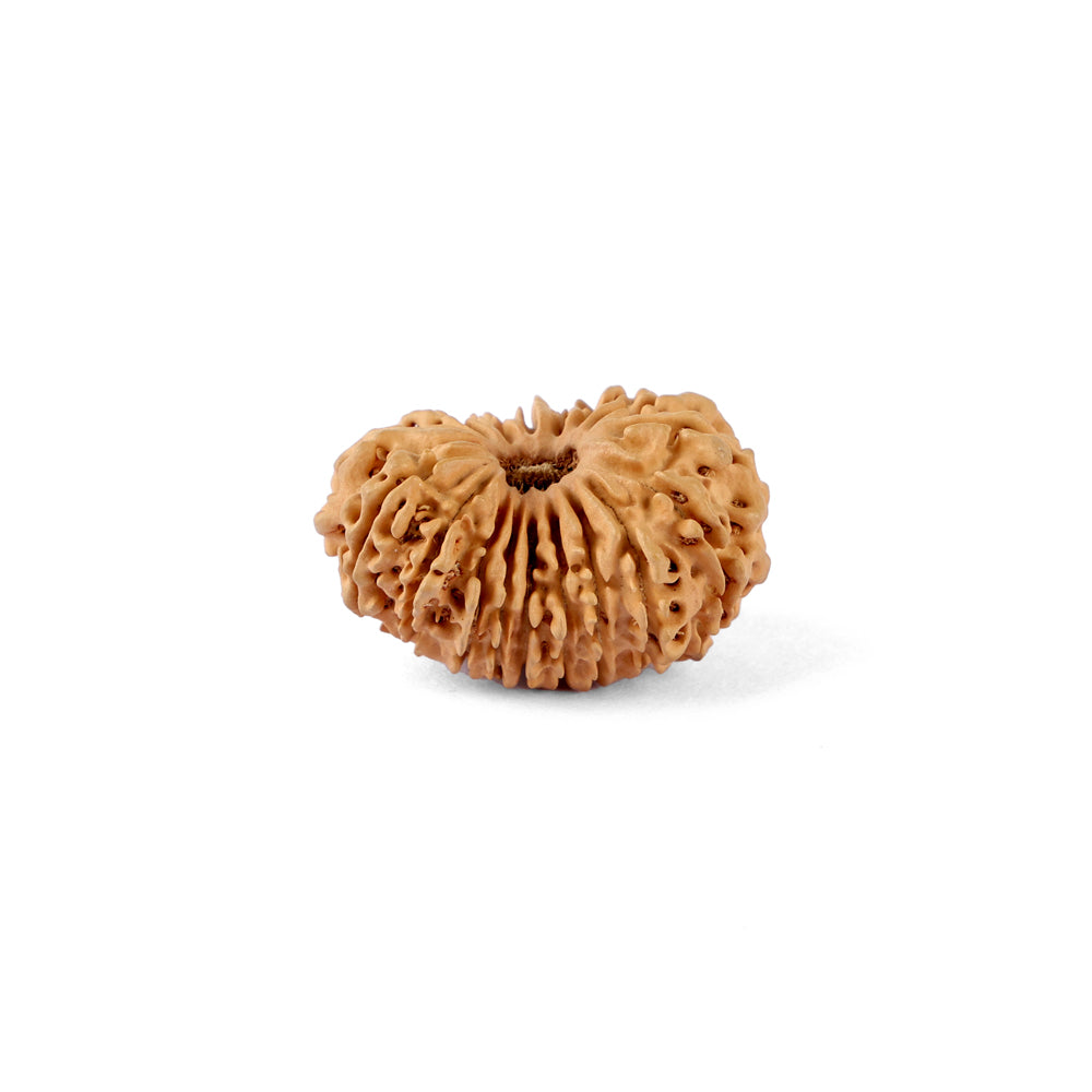 17 Mukhi Rudraksha (29.20mm)