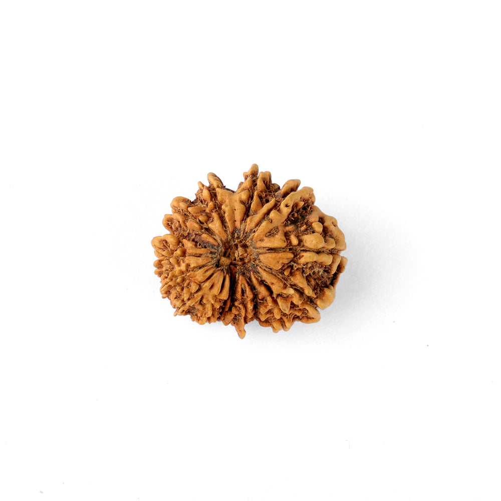 17 Mukhi Rudraksha (24.58mm)