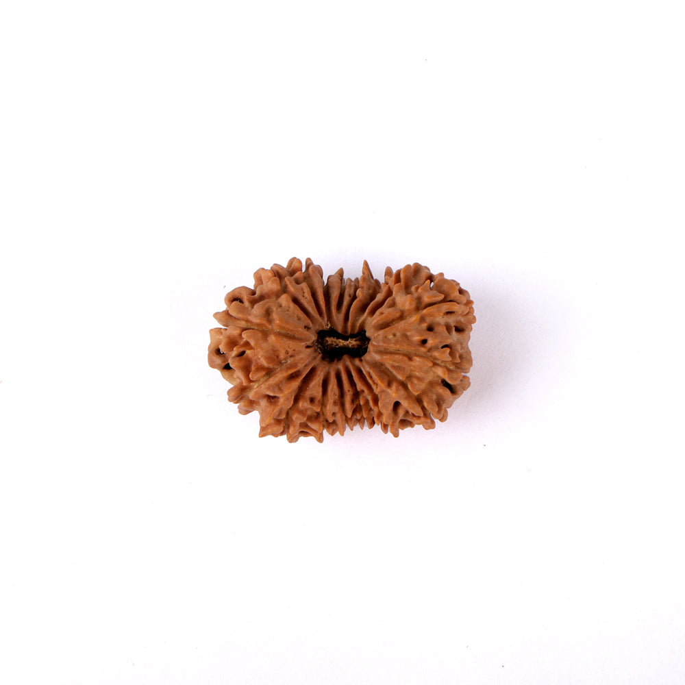 17 Mukhi Rudraksha (34.56mm)