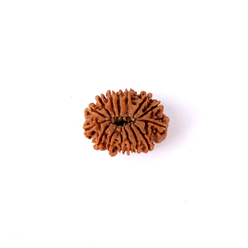 15 Mukhi Rudraksha (24.07mm)