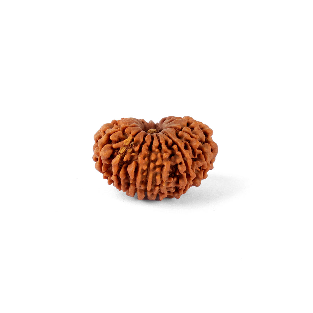 15 Mukhi Rudraksha (24.07mm)