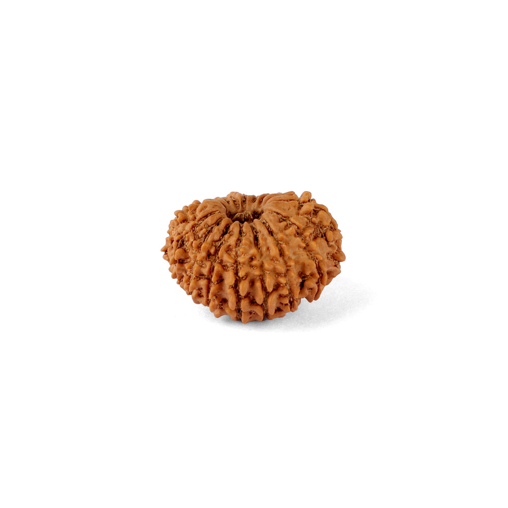 15 Mukhi Rudraksha (22.62mm)