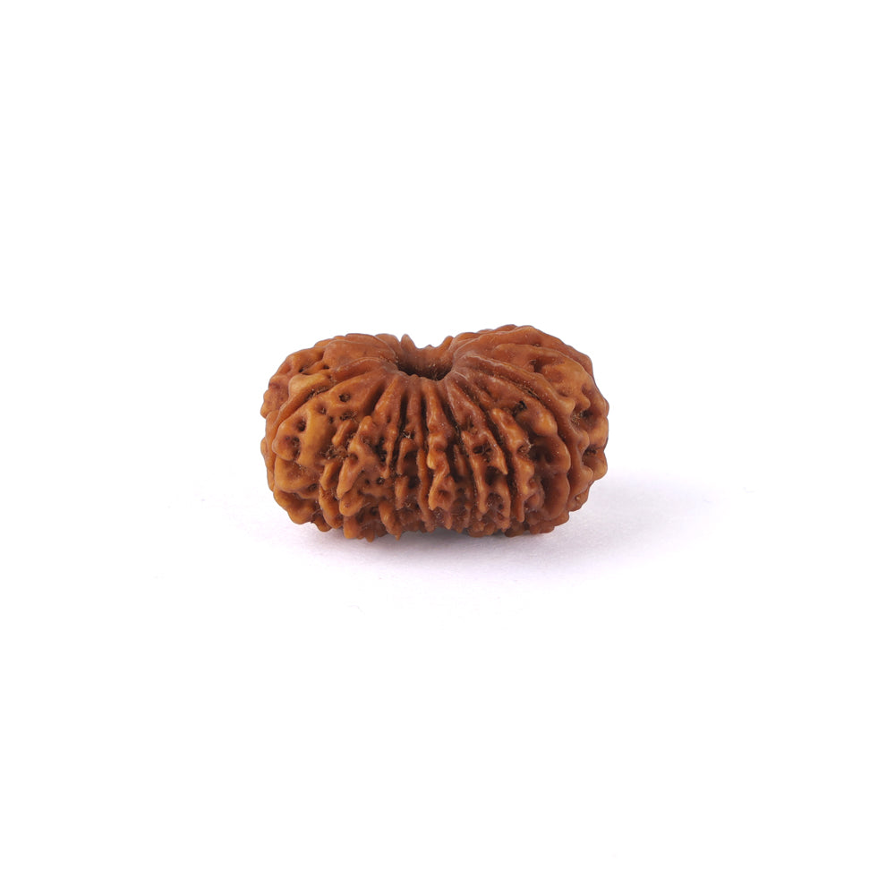 15 Mukhi Rudraksha (27.32mm)