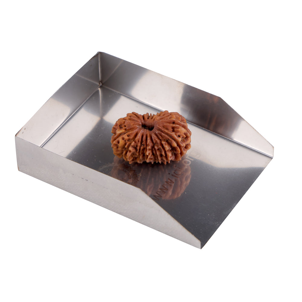 15 Mukhi Rudraksha (27.32mm)