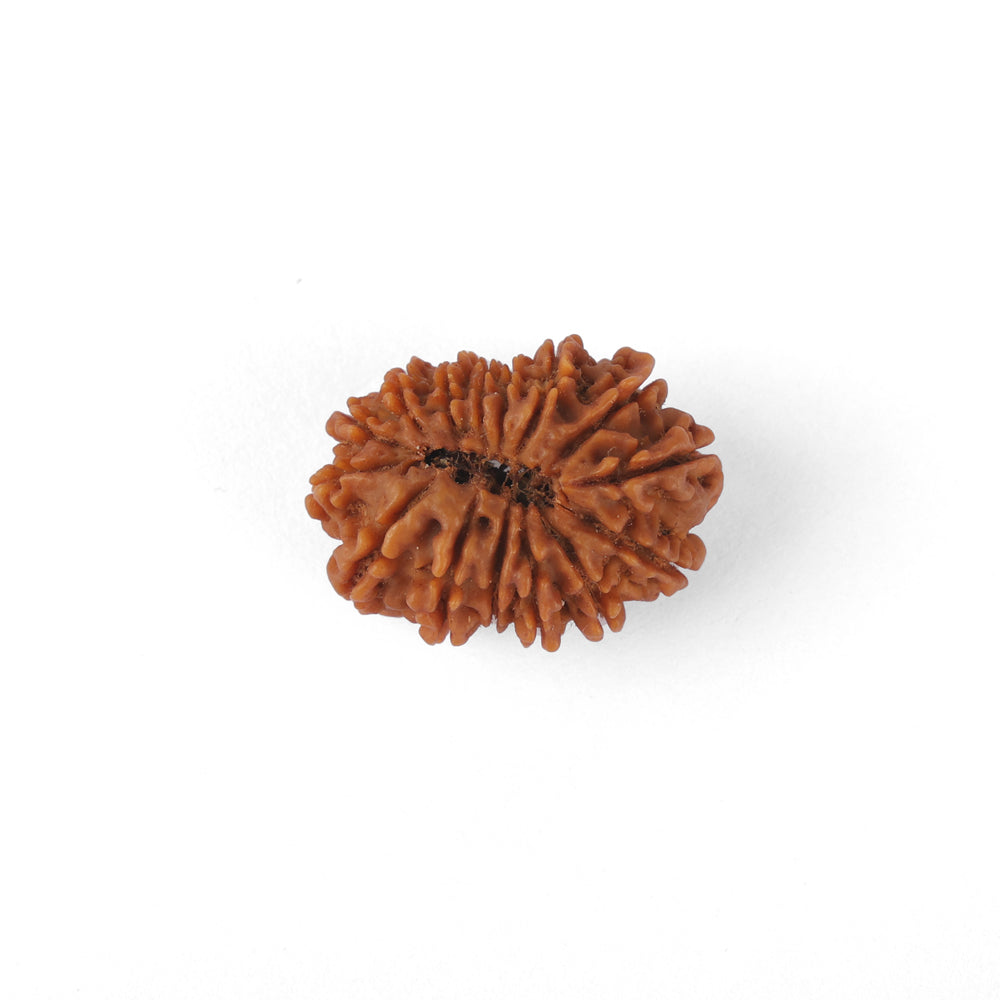 15 Mukhi Rudraksha (26.08mm)