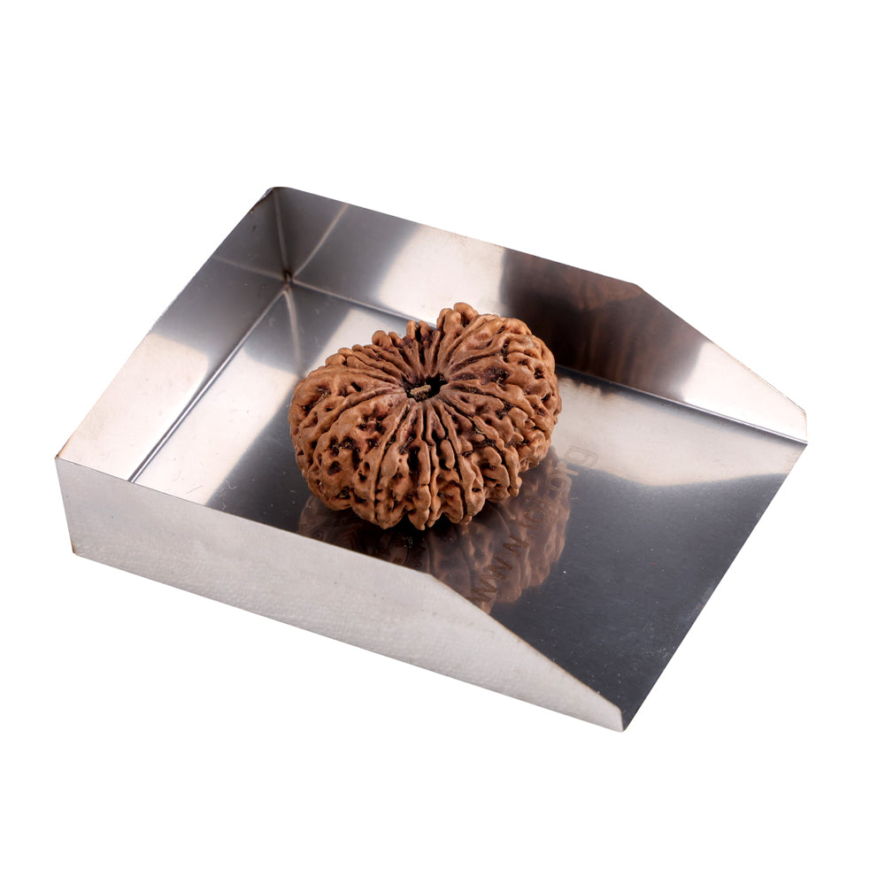 14 Mukhi Rudraksha (33.10mm)