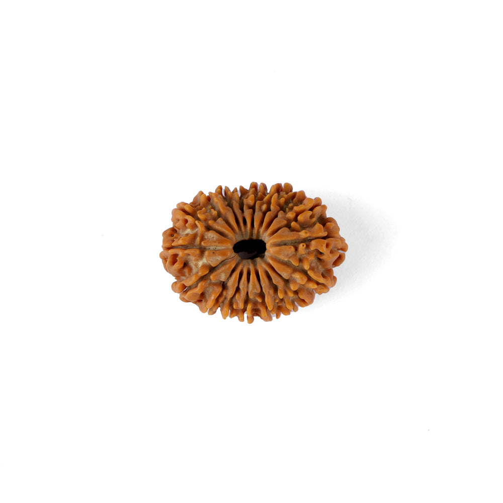 18 Mukhi Rudraksha (31.44mm)