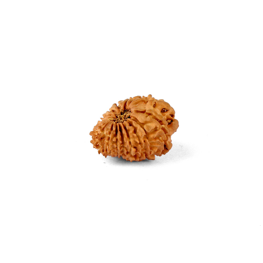 18 Mukhi Rudraksha (20.23mm)
