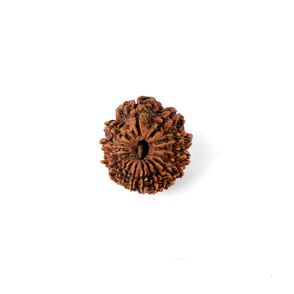 18 Mukhi Rudraksha (24.28mm)