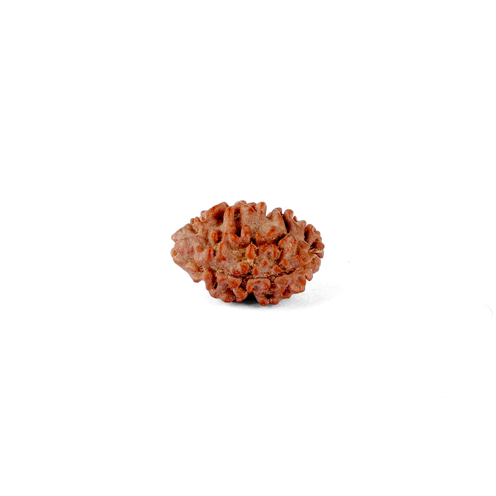 2 Mukhi Rudraksha (16.07mm)