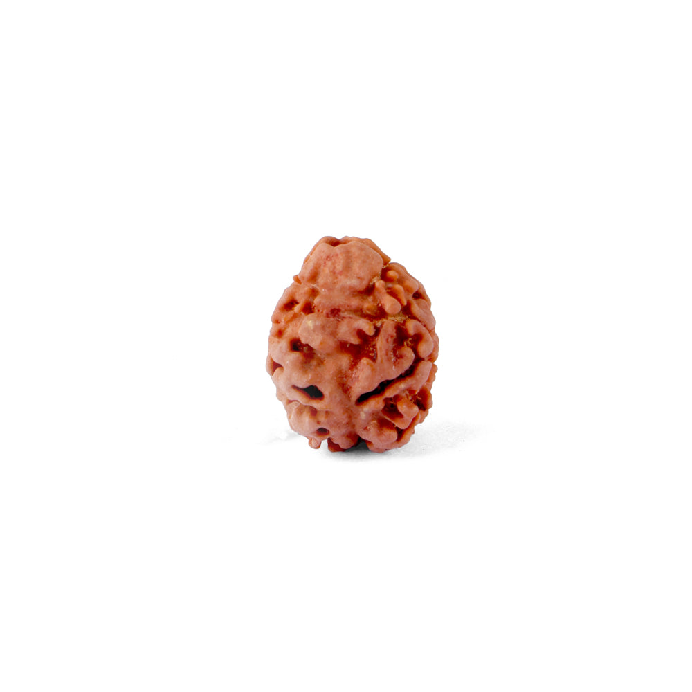 2 Mukhi Rudraksha (18.85mm)