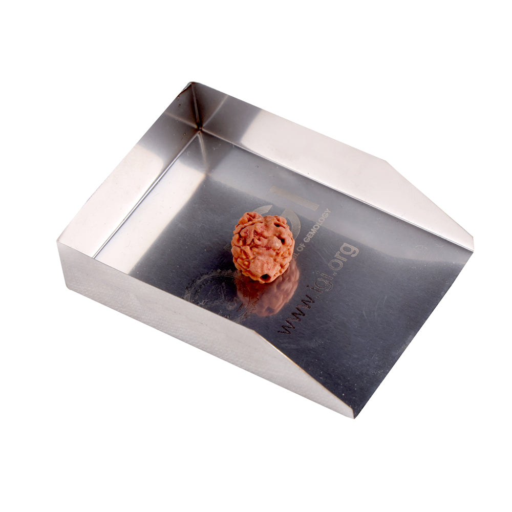 2 Mukhi Rudraksha (16.90mm)