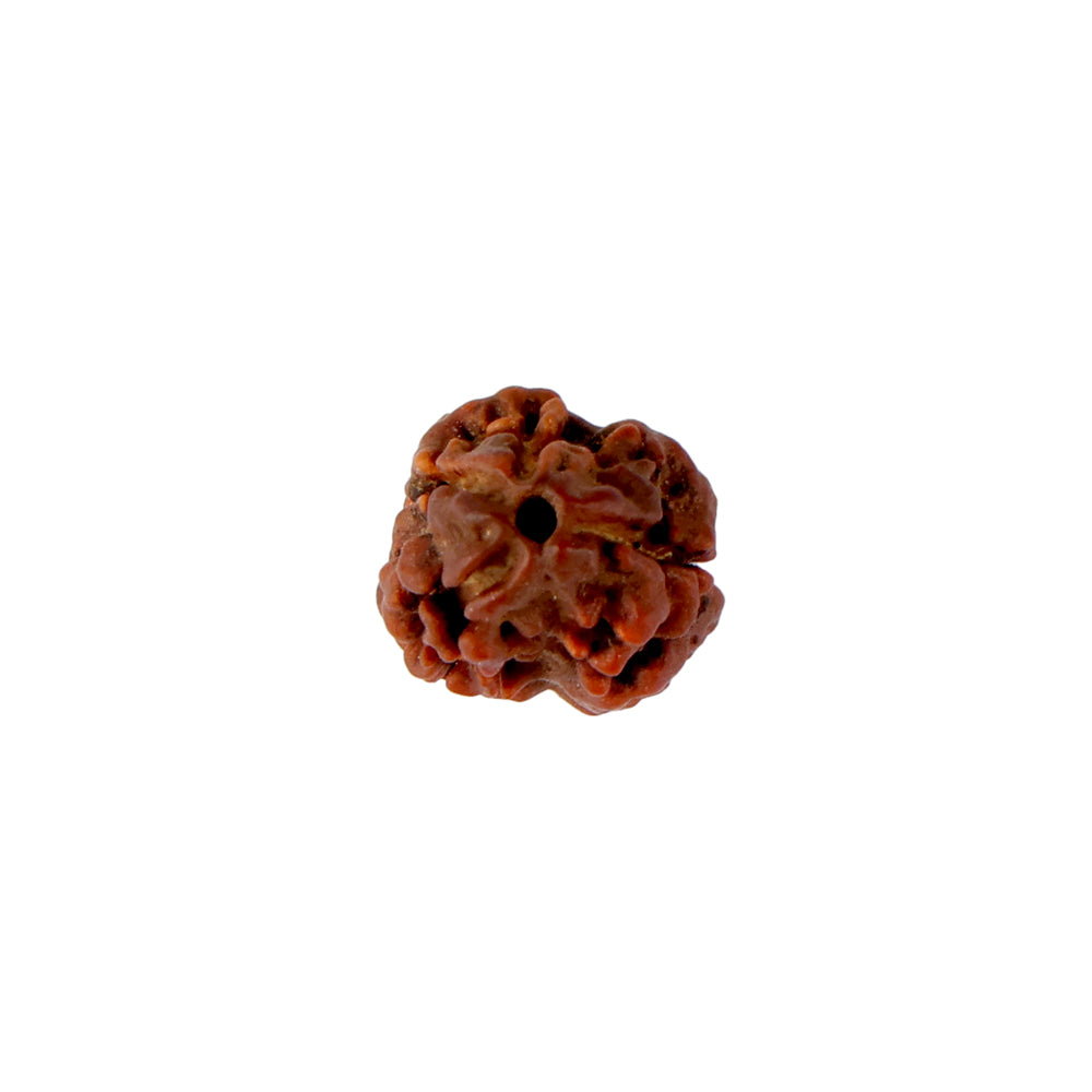 2 Mukhi Rudraksha (17.73mm)